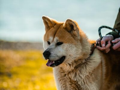 Догляд за тваринами