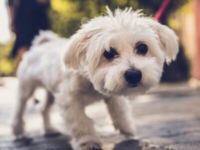 Вигул собак